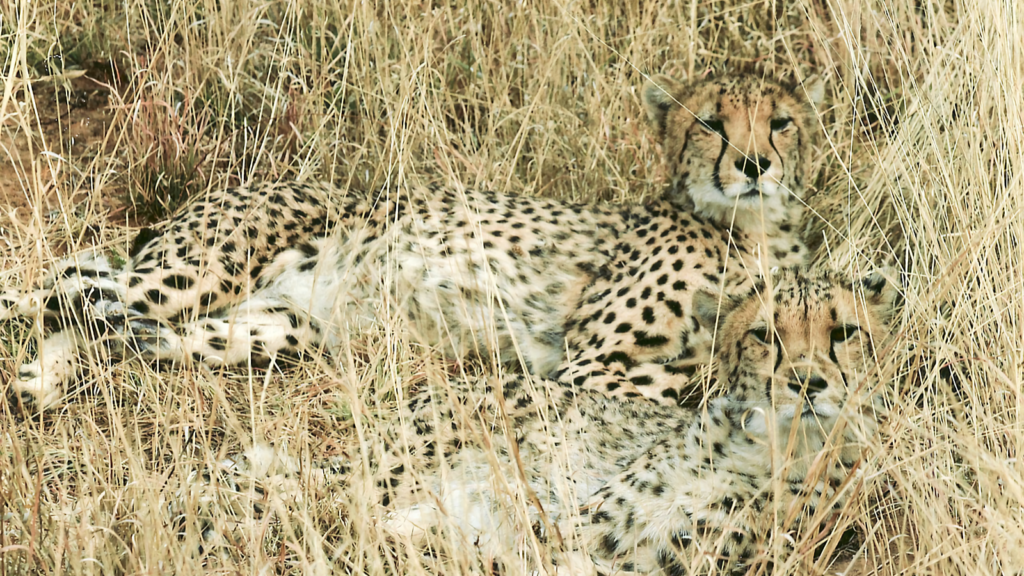 cheetah-142880_1280 1600 x 900