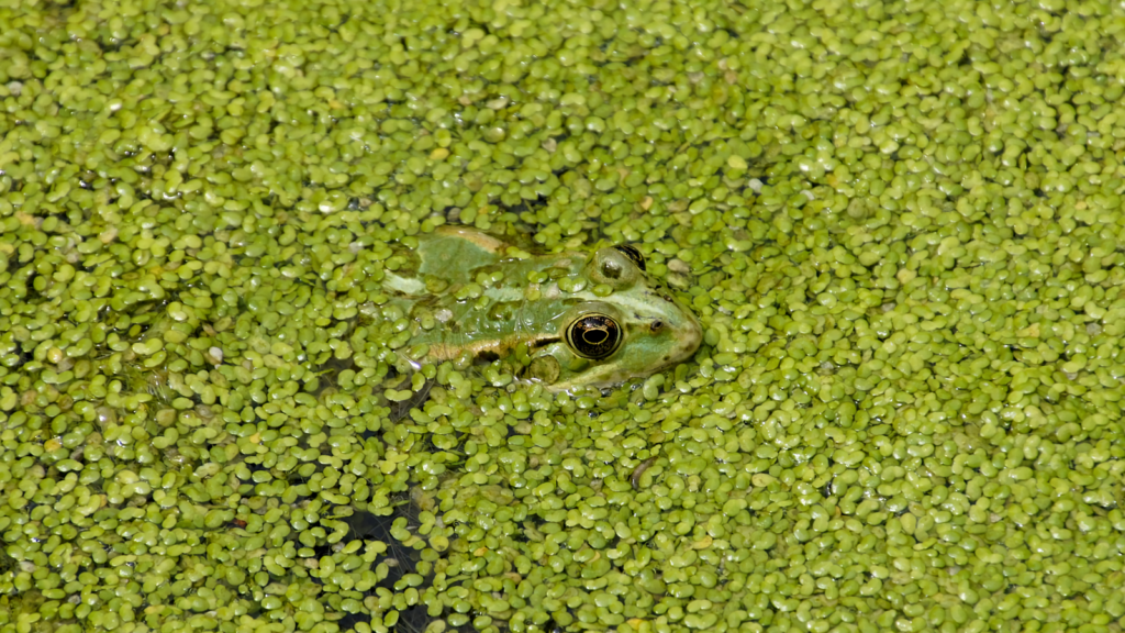 frog-1584261_1280 1600 x 900