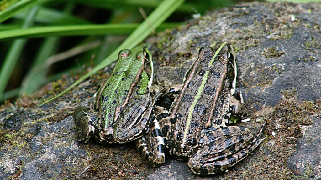frogs-3683554_1280 1600 x 900